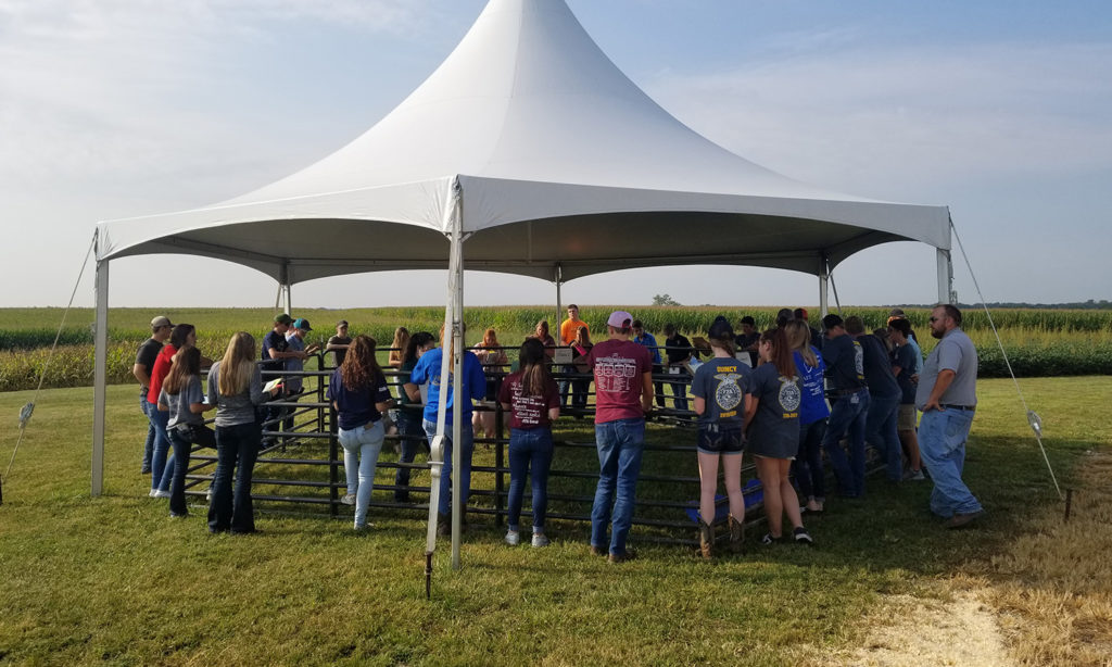 Students judging hogs