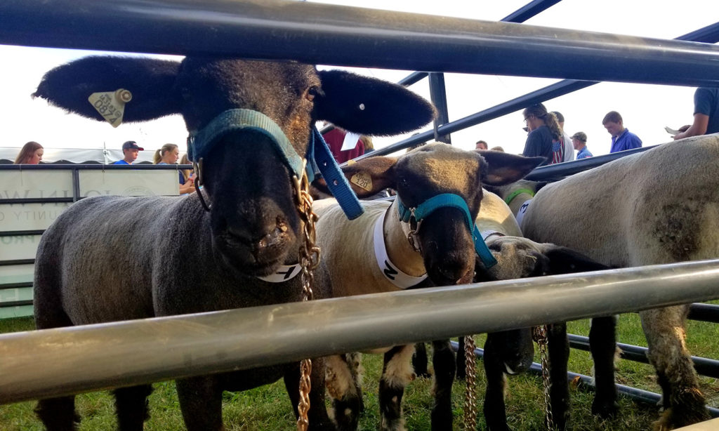 Sheep at Livestock Judging Event