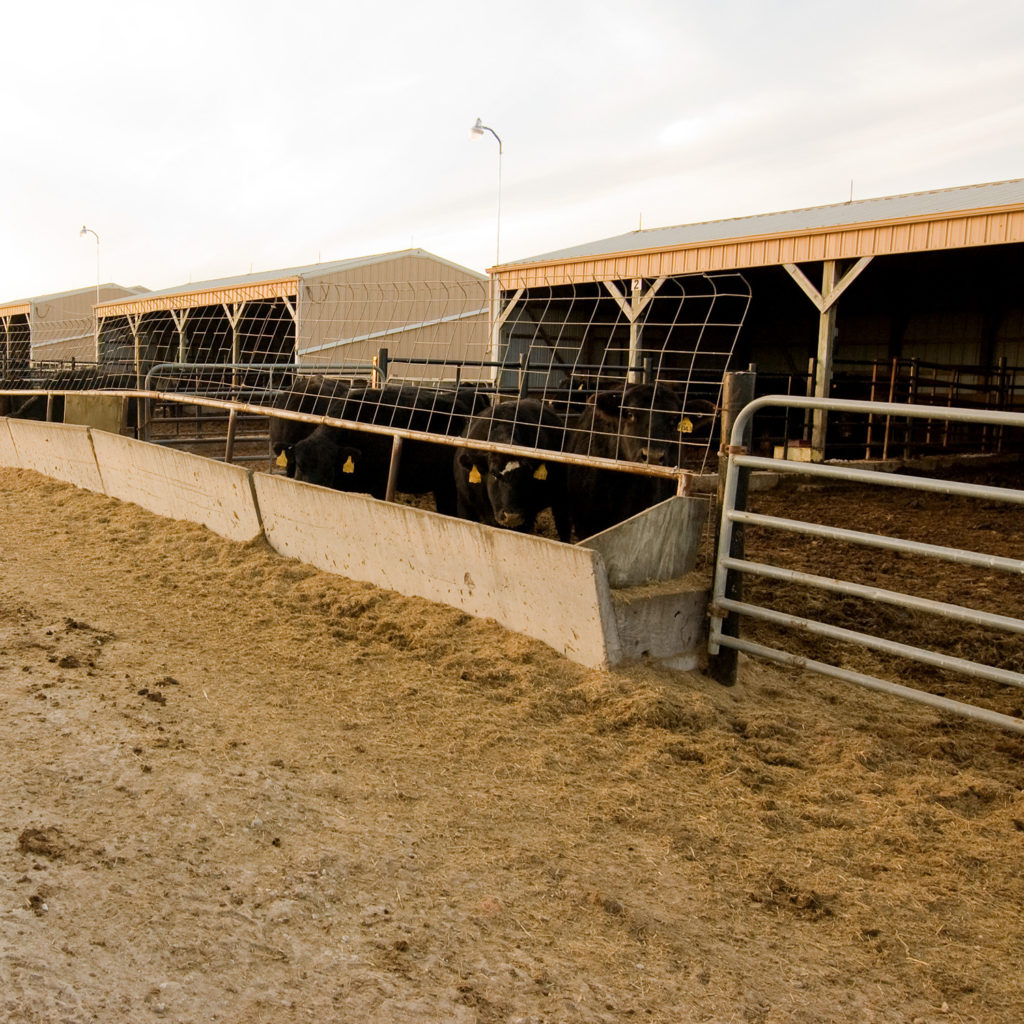 Orr Beef Research Center