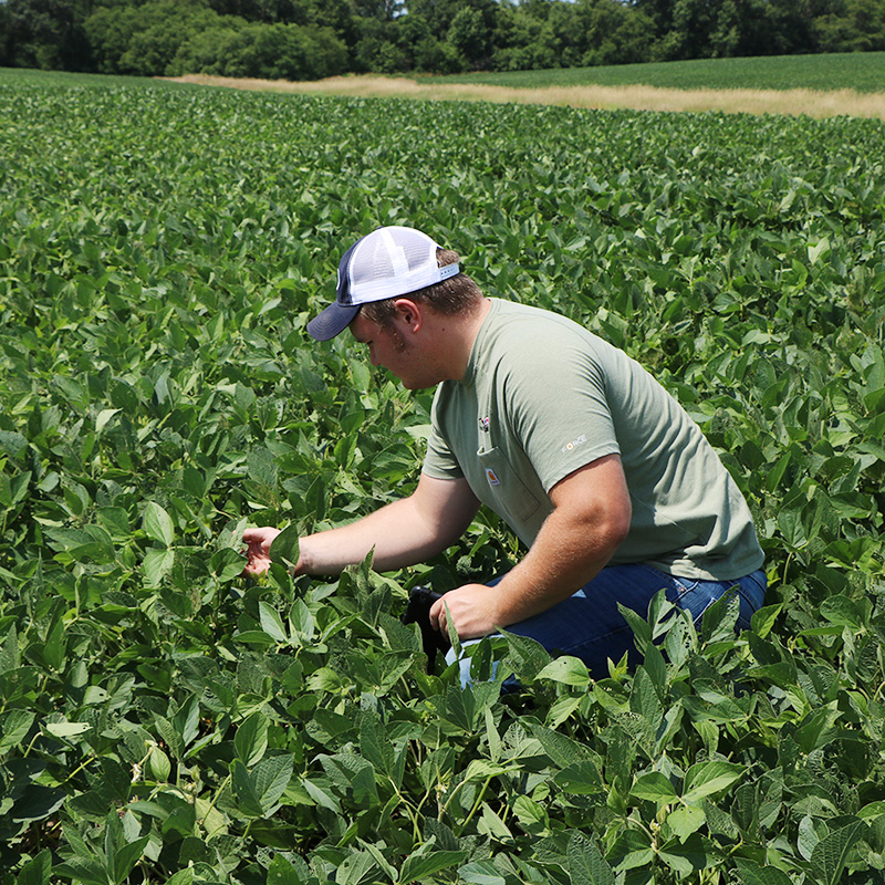 JWCC ag student studying crops