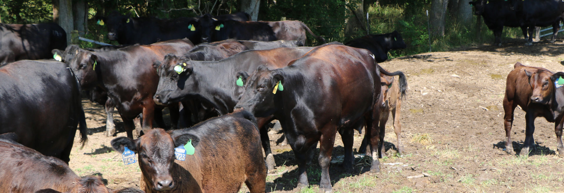 several cows