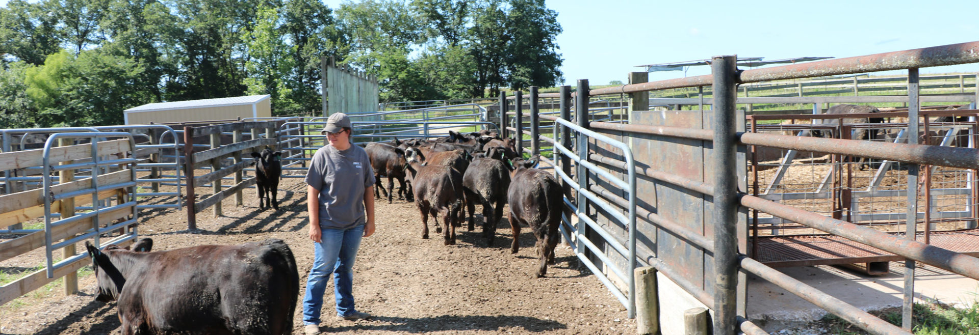 student standing in cattle area with animals