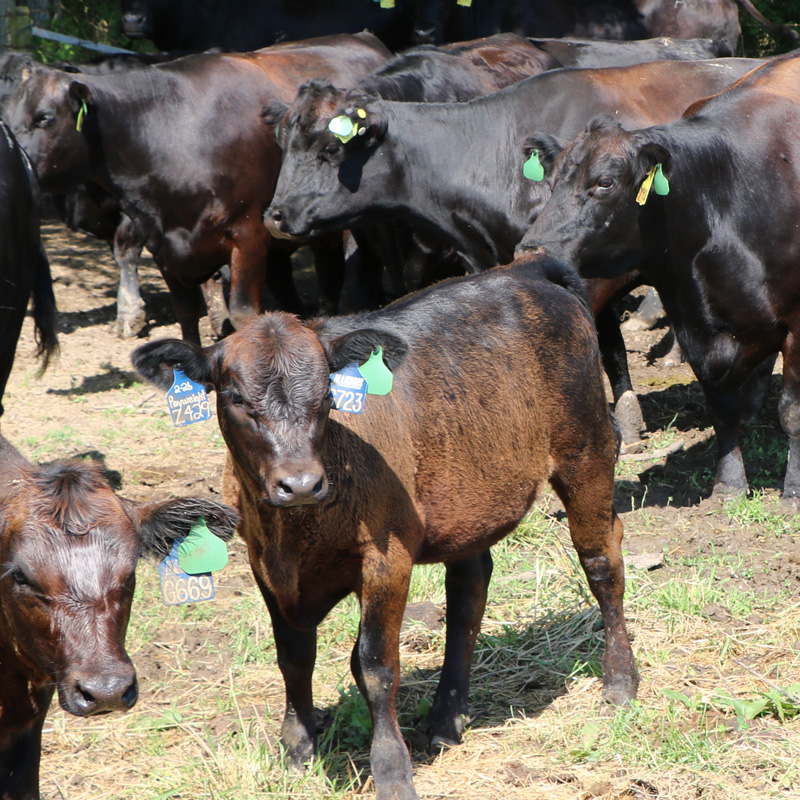 Several cattle