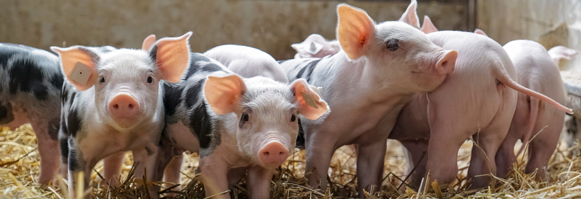 several piglets