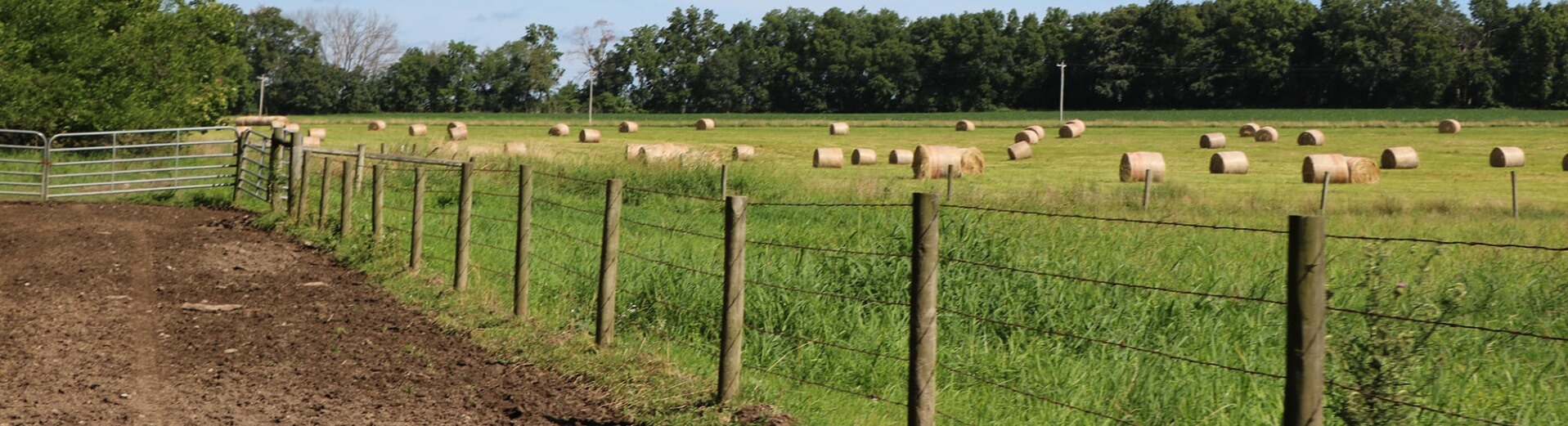 Cylindrical haybales lie in an open field