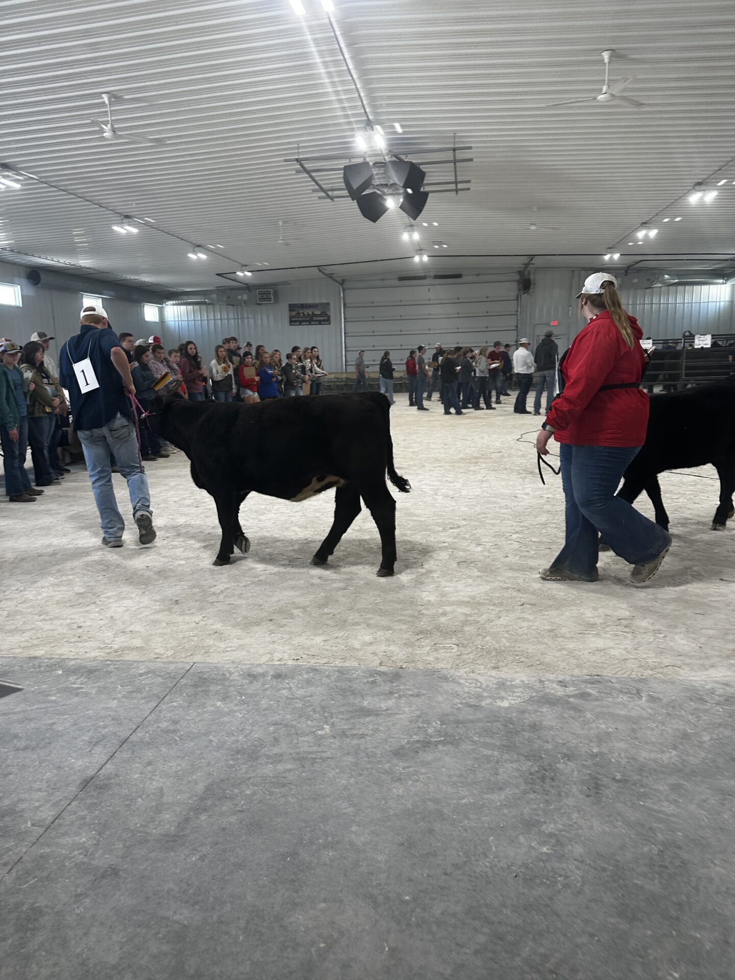 Livestock judging arena